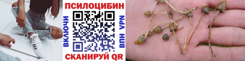 даркнет сайт  shop Telegram  Псилоцибиновые грибы мицелий  Бердск 